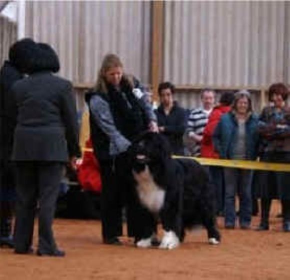 R Rembrandt v.d. Berenstal (14-03-2006)